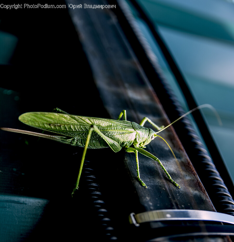 Cricket Insect, Insect, Invertebrate, Animal, Grasshopper