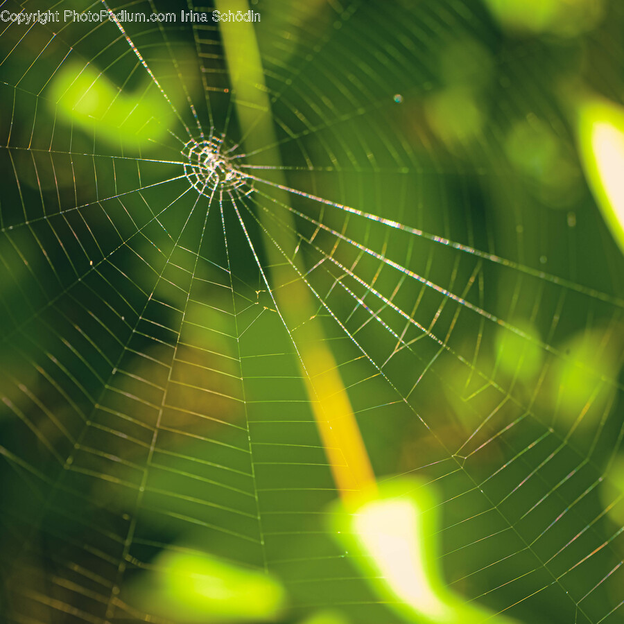 Spider Web, Invertebrate, Animal, Spider, Arachnid