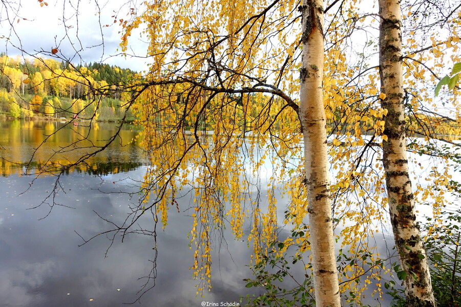 Tree, Plant, Pond, Outdoors, Nature