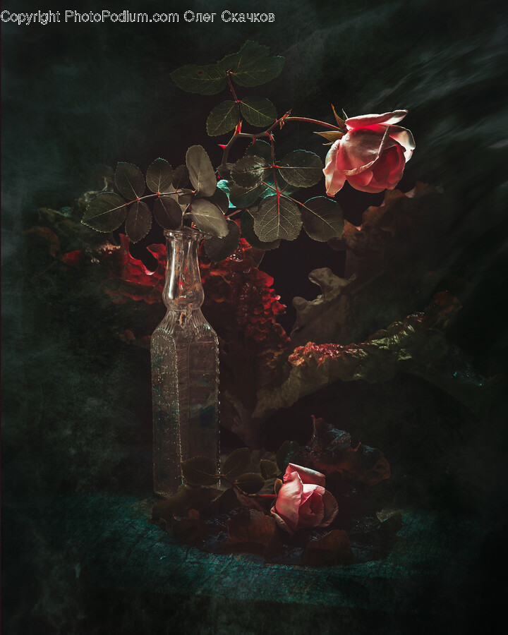 Rose, Flower, Plant, Flower Arrangement, Glass