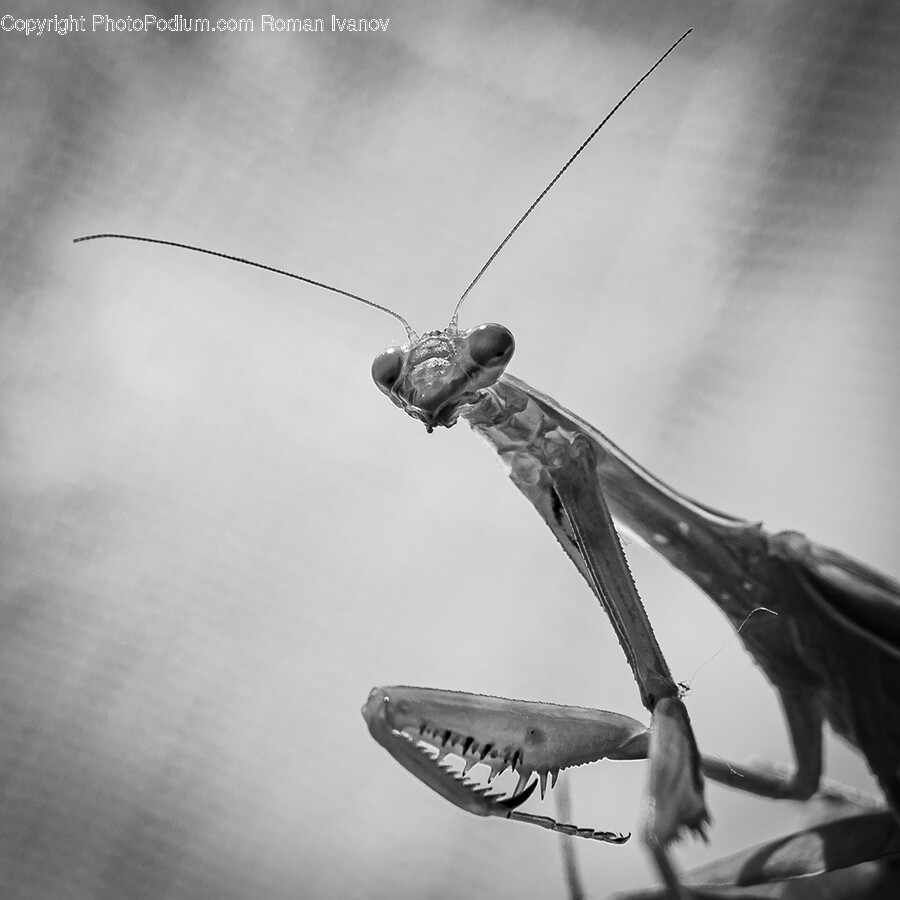 Mantis, Animal, Insect, Invertebrate, Cricket Insect