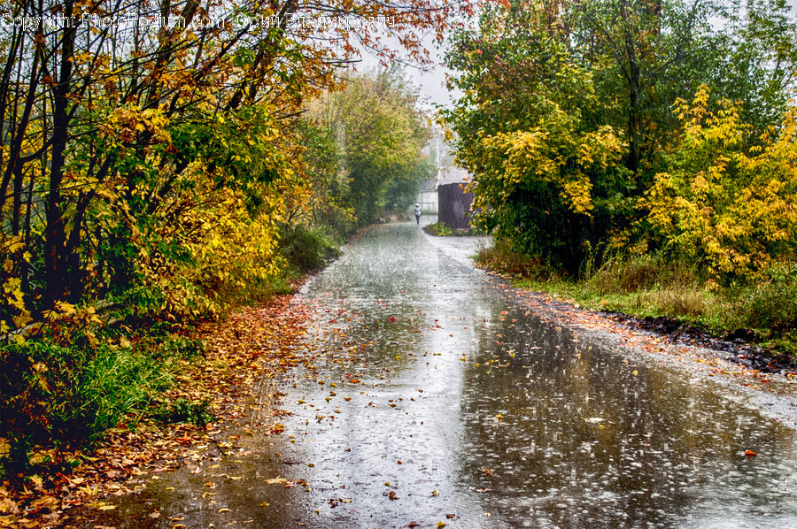 Road, Autumn, Canal, Water, Outdoors