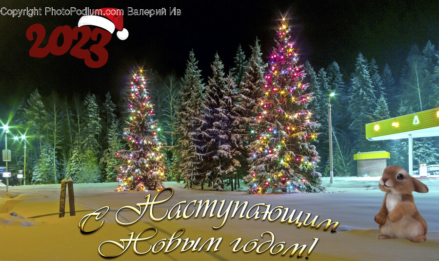 Tree, Plant, Christmas Decorations, Festival, Christmas