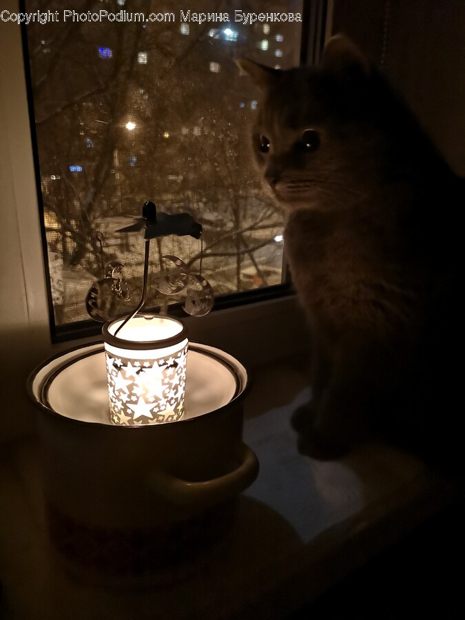 Lighting, Lamp, Cat, Pet, Animal