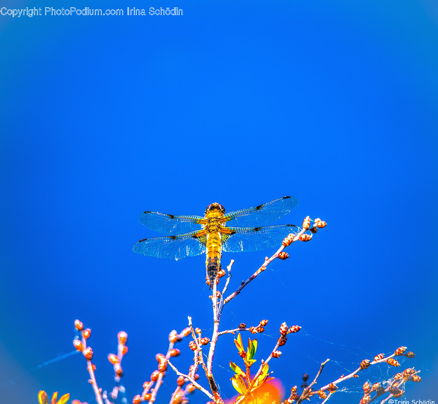 Insect, Animal, Invertebrate, Dragonfly, Wasp
