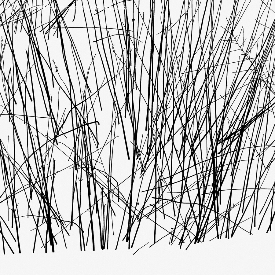 Plant, Reed, Grass, Text, Silhouette