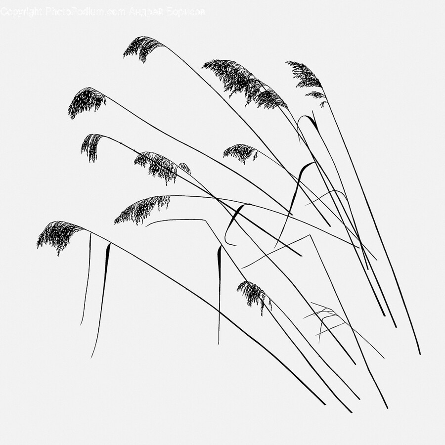 Plant, Reed, Grass, Art, Drawing