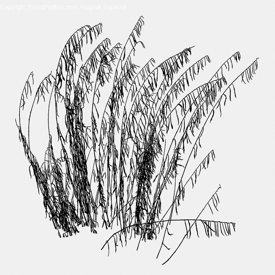 Grass, Plant, Reed, Art, Drawing