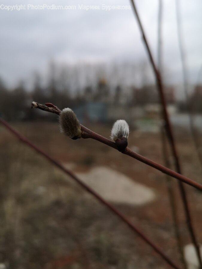 Bud, Flower, Plant, Sprout, Outdoors