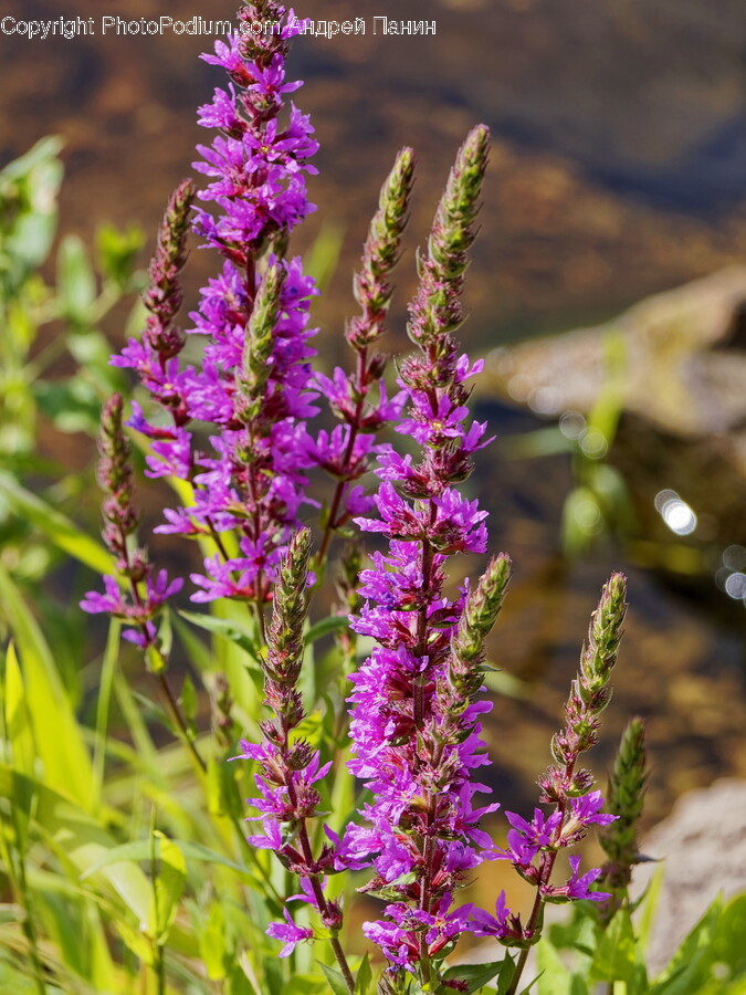 Flower, Lupin, Plant, Purple, Geranium