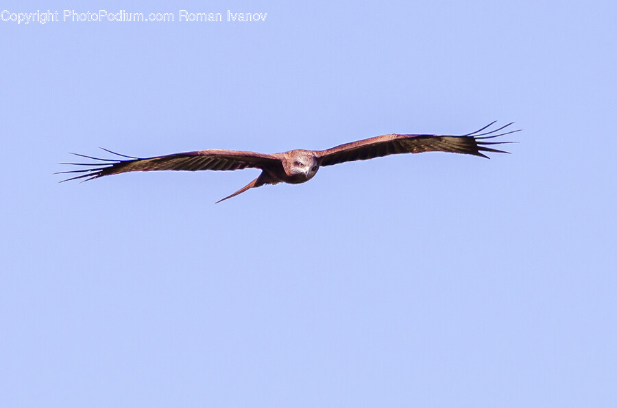 Animal, Bird, Flying, Vulture, Kite Bird