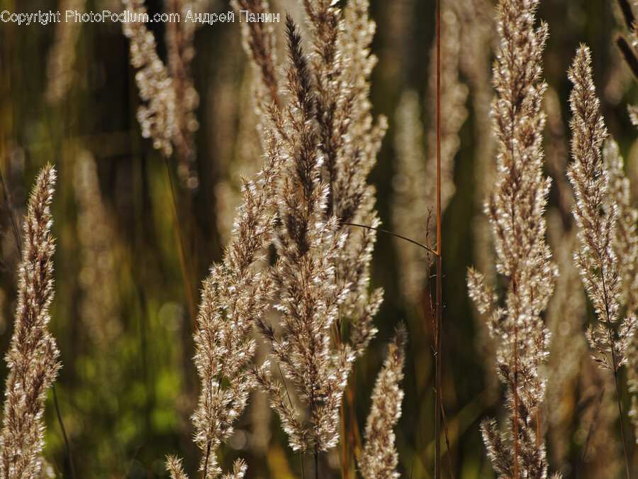 Plant, Reed, Grass, Food, Grain