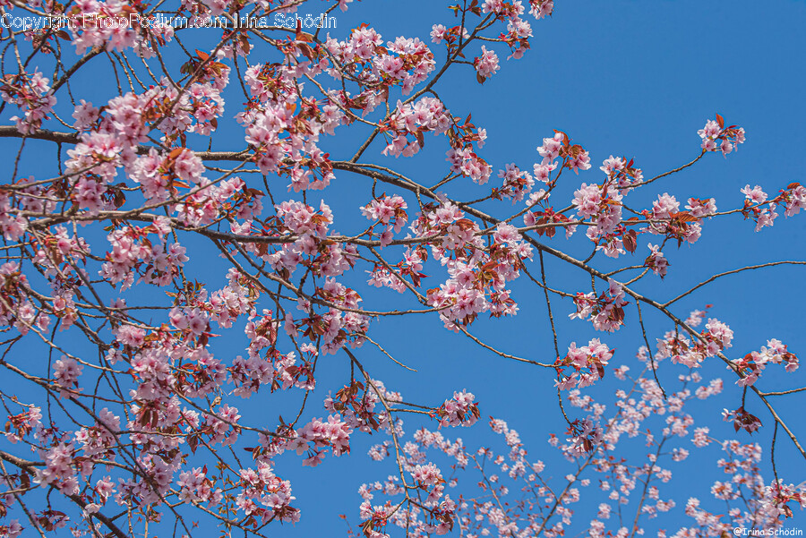 Flower, Plant, Cherry Blossom, Petal