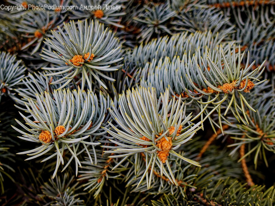 Plant, Tree, Conifer, Fir, Spruce