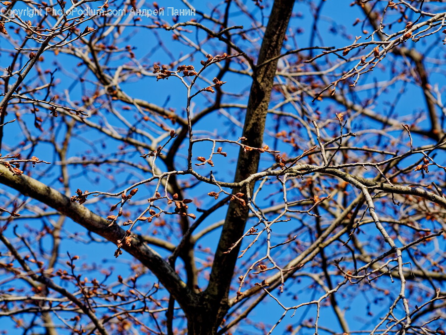 Plant, Tree, Tree Trunk, Flower, Food