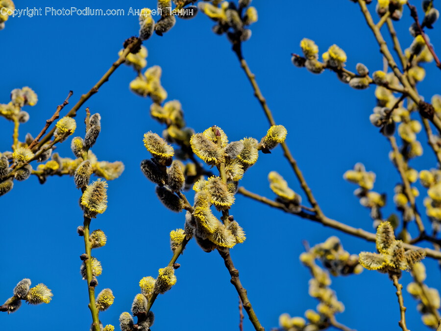 Plant, Pollen, Bud, Flower, Sprout