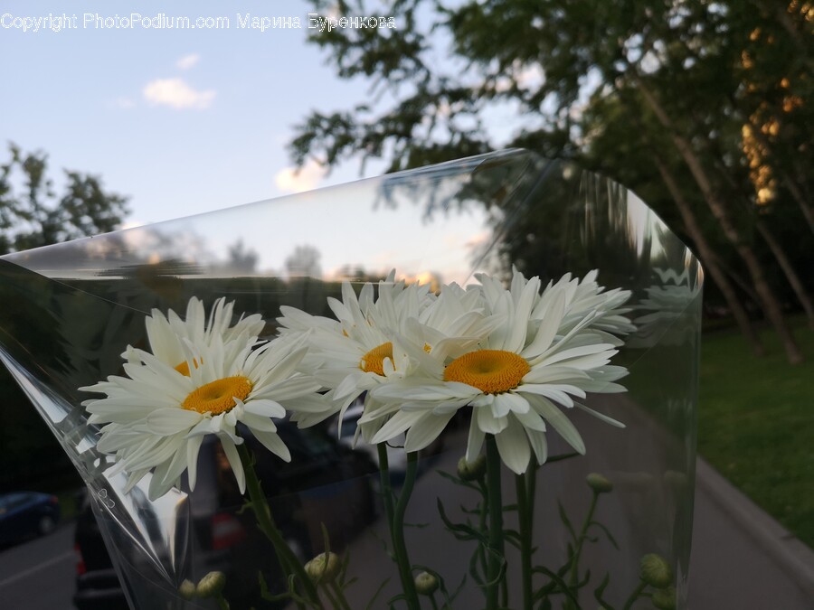 Daisy, Flower, Plant, Flower Arrangement, Flower Bouquet