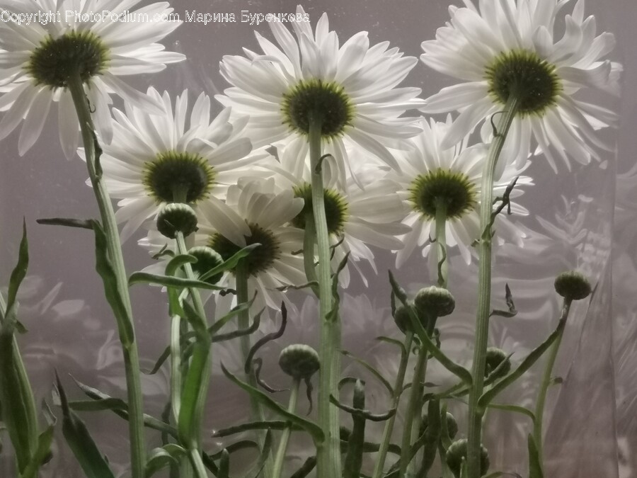 Daisy, Flower, Plant, Petal, Flower Arrangement