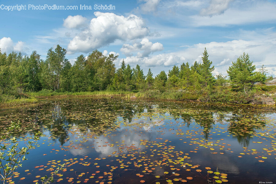 Nature, Outdoors, Pond, Water, Land