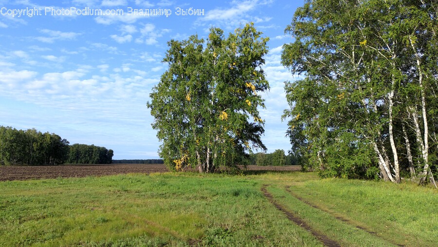 Plant, Tree, Field, Grassland, Nature