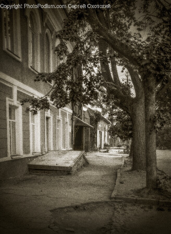 Path, Sidewalk, Plant, Tree, City