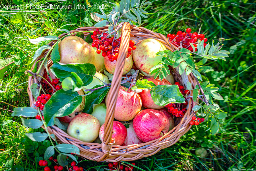 Apple, Food, Fruit, Plant, Produce