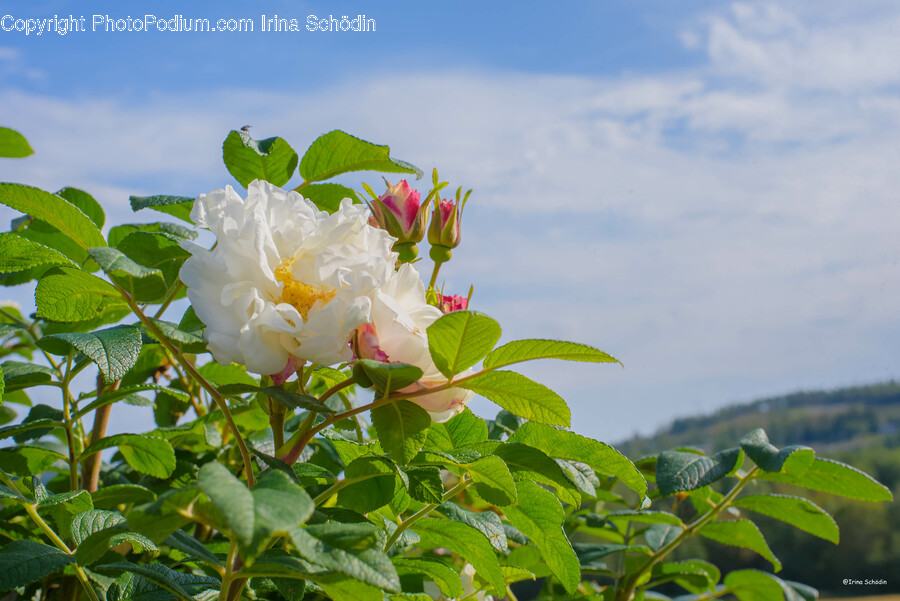 Flower, Plant, Rose, Petal, Leaf