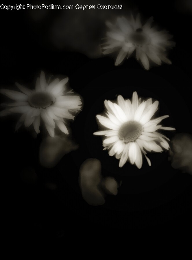 Daisy, Flower, Plant, Petal, Anemone