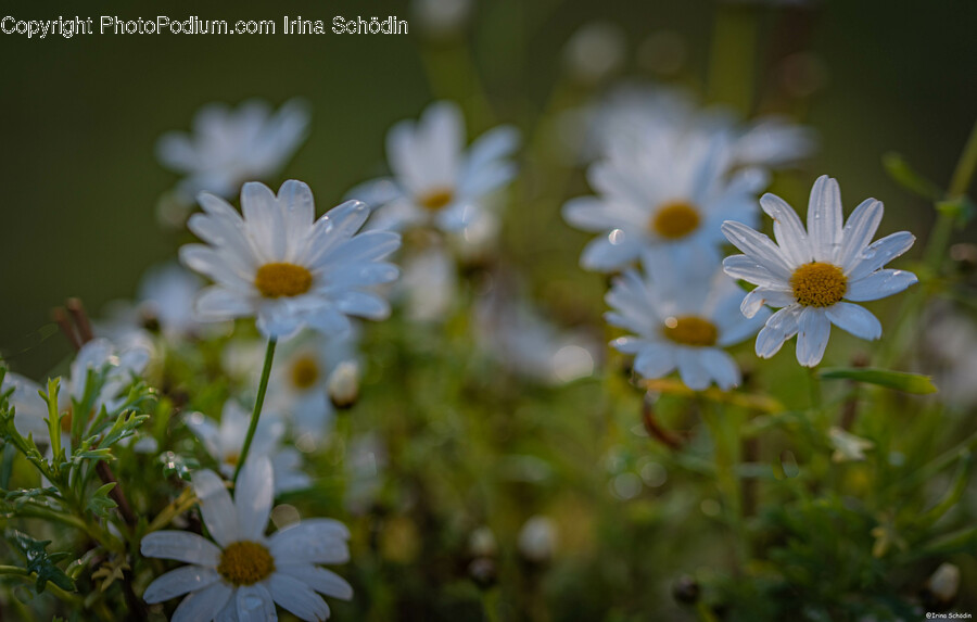 Daisy, Flower, Plant, Anemone, Petal