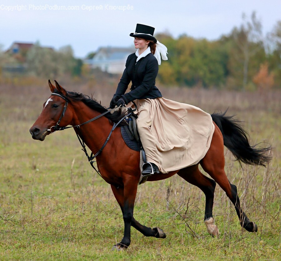 Animal, Horse, Horseback Riding, Leisure Activities, Mammal