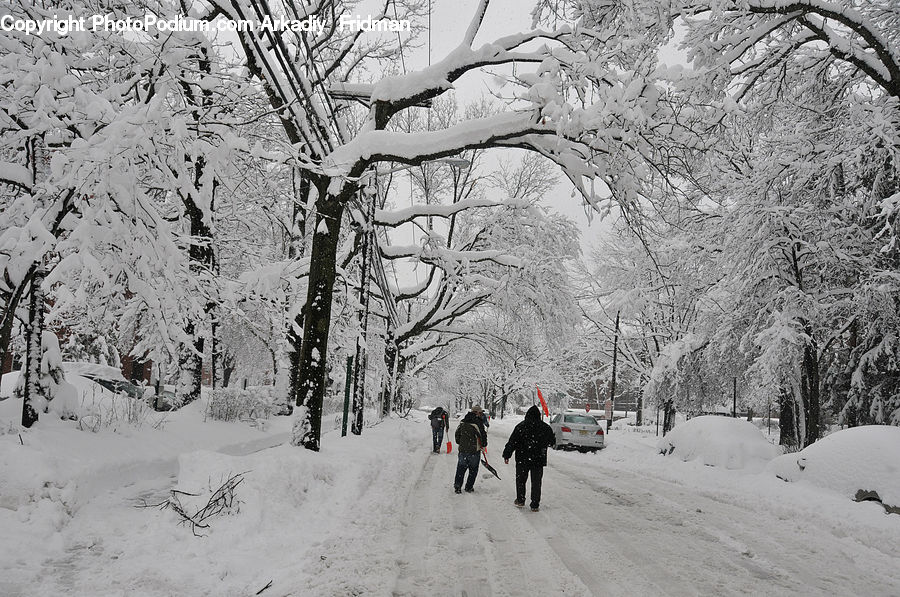 Ice, Outdoors, Snow, Blizzard, Weather, Winter, Forest