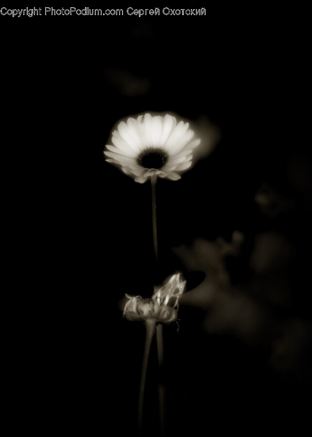 Daisy, Flower, Plant, Petal, Anemone