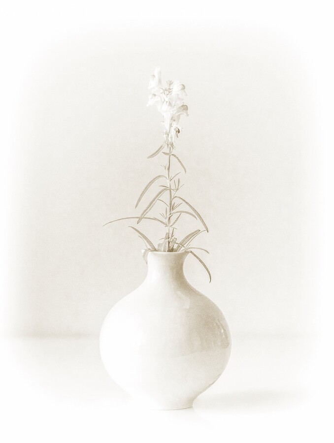 Pottery, Jar, Vase, Plant, Flower