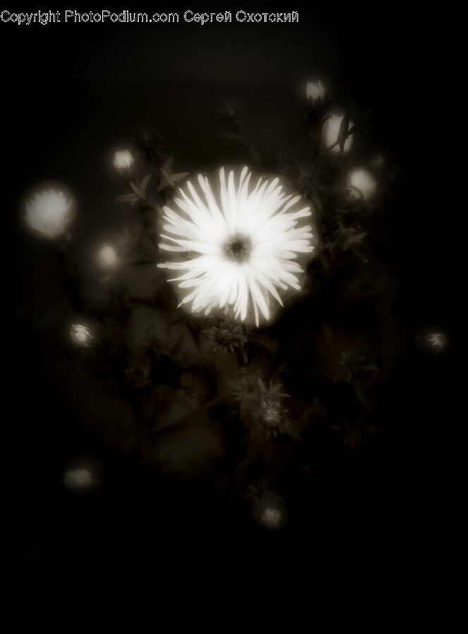 Daisy, Flower, Plant, Flare, Light