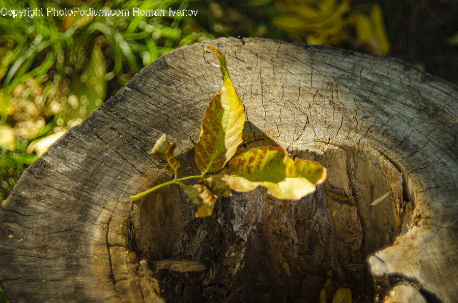 Plant, Tree, Leaf, Tree Trunk, Tree Stump