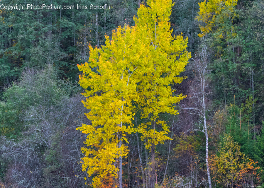 Plant, Tree, Vegetation, Fir, Conifer