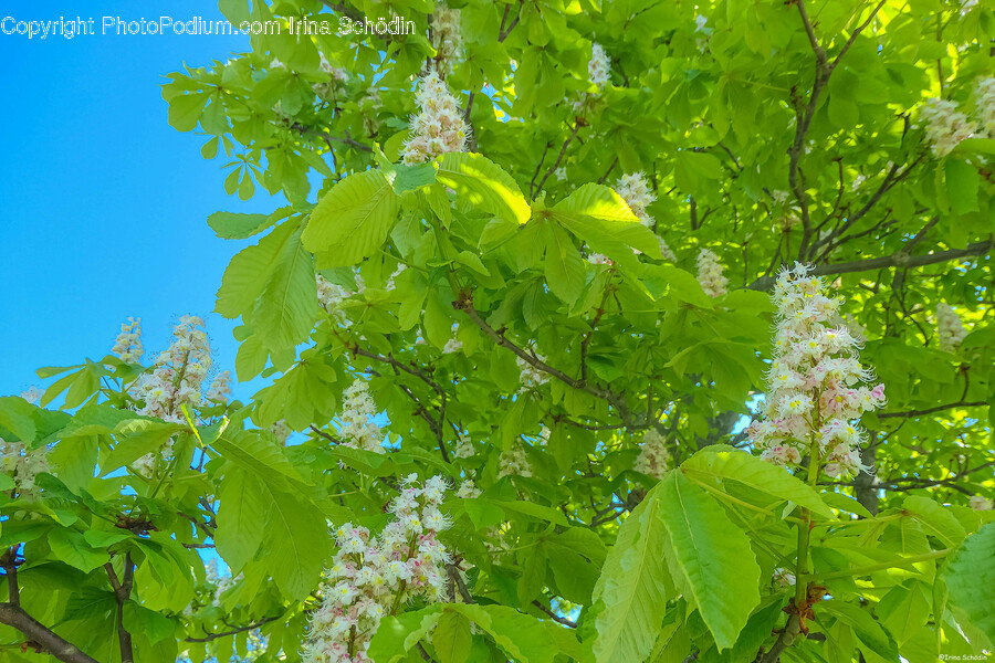 Leaf, Plant, Tree, Flower, Green