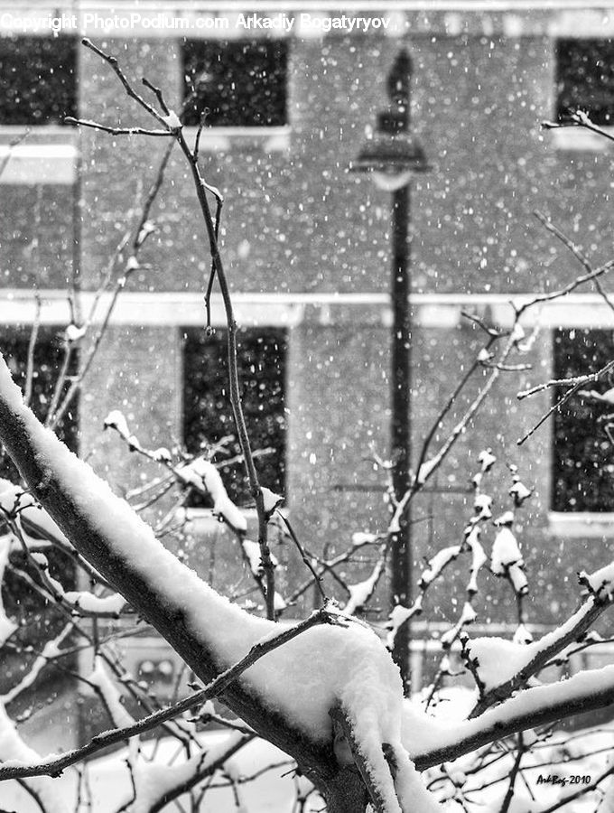 Ice, Outdoors, Snow, Plant, Tree, Birch, Wood