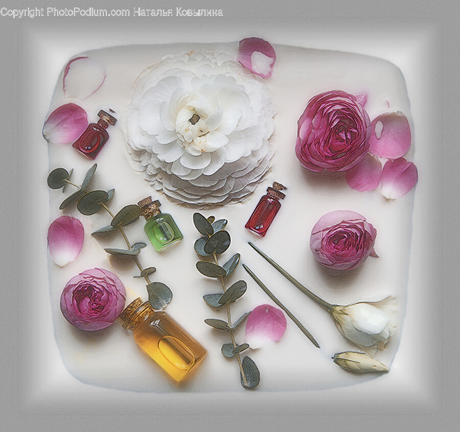 Flower, Plant, Rose, Petal, Accessories