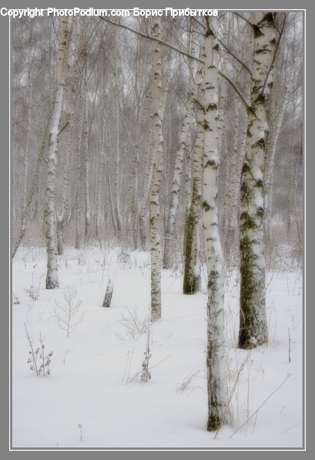 Birch, Tree, Wood, Forest, Vegetation, Ice, Outdoors