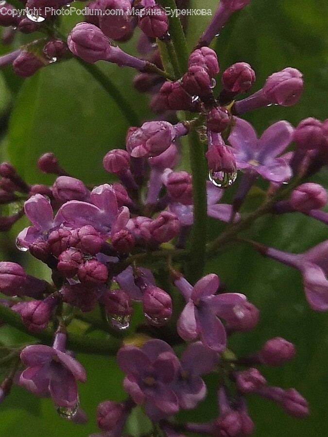 Flower, Plant, Petal, Lilac, Purple