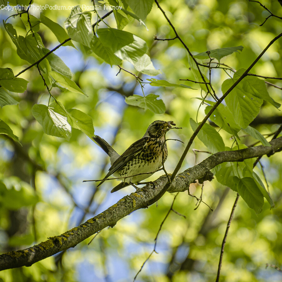 Animal, Anthus, Bird, Finch, Sparrow