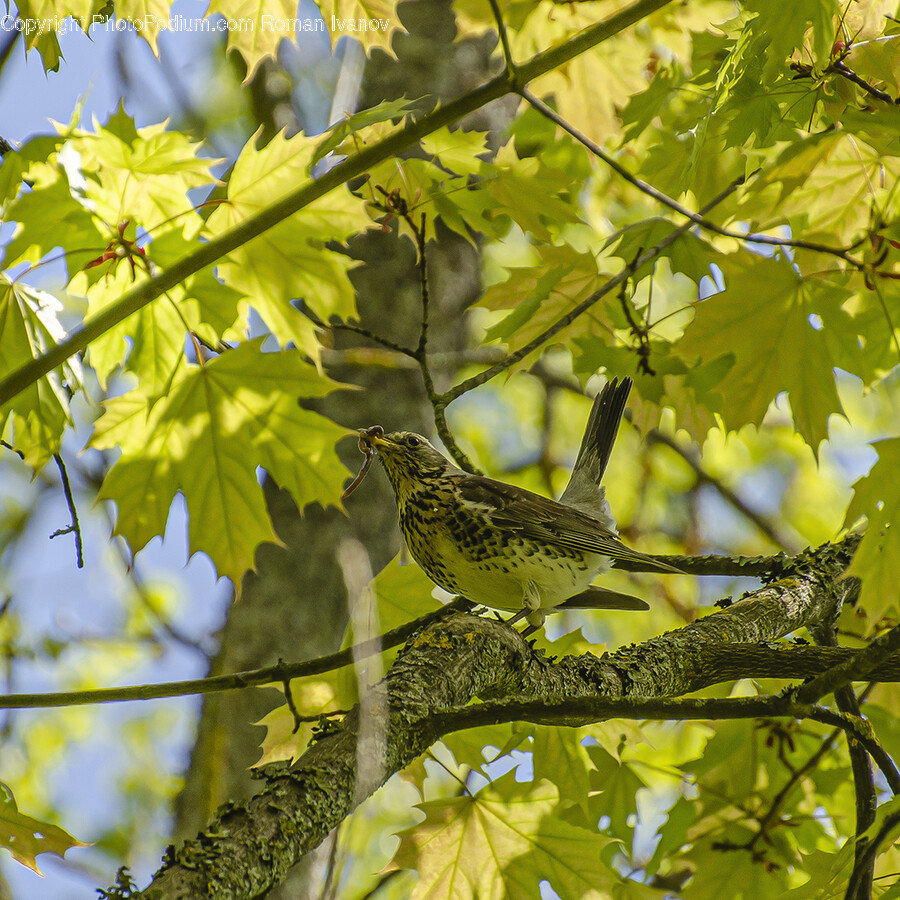 Leaf, Plant, Tree, Animal, Bird