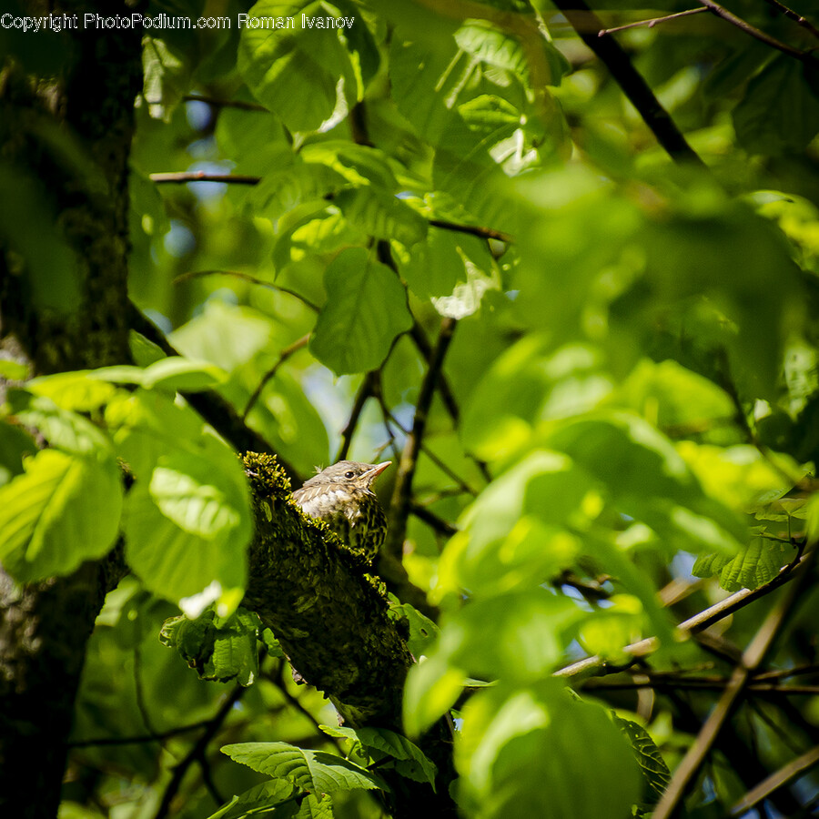 Plant, Tree, Leaf, Animal, Bird