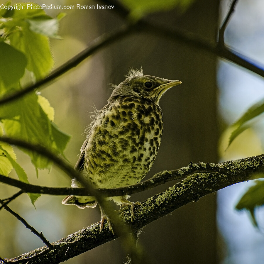 Animal, Anthus, Bird, Finch, Beak