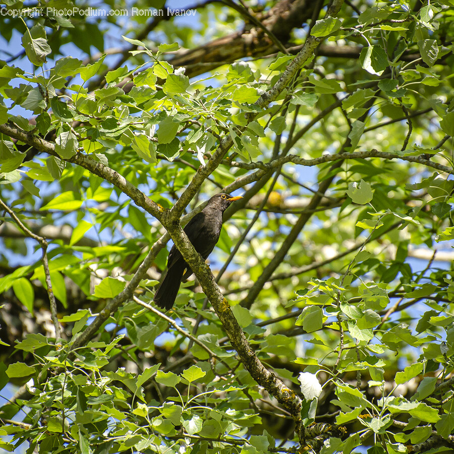 Animal, Bird, Blackbird, Beak, Accipiter