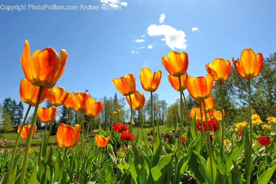 Flower, Plant, Field, Grassland, Nature