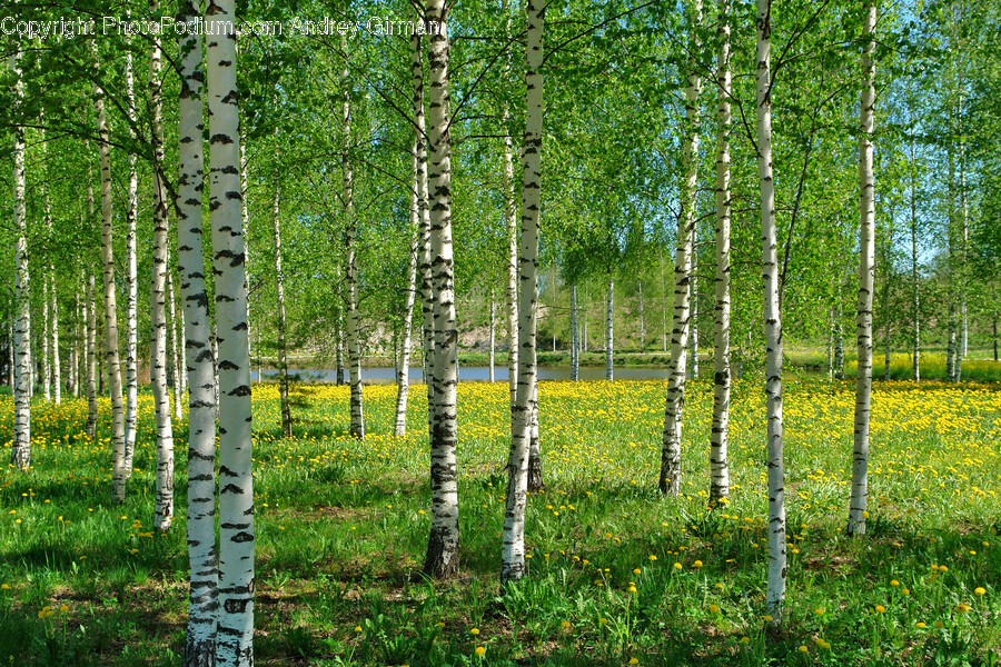 Plant, Tree, Birch, Vegetation, Grove