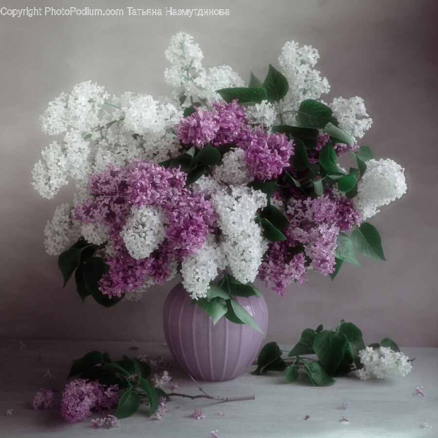 Flower, Plant, Flower Arrangement, Flower Bouquet, Lilac