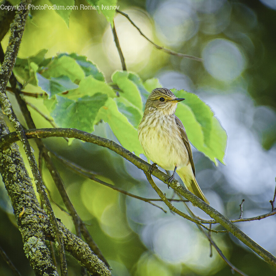 Animal, Bird, Finch, Anthus, Canary